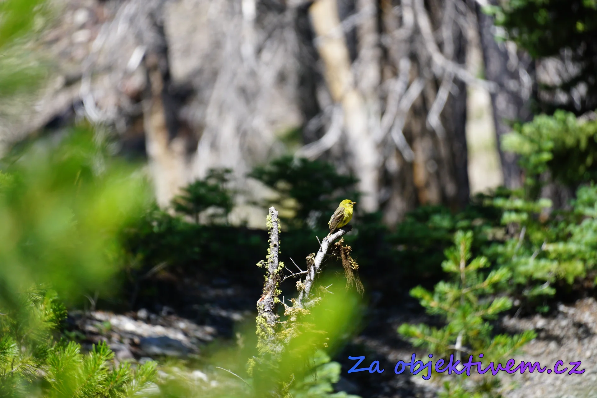 Western tanager